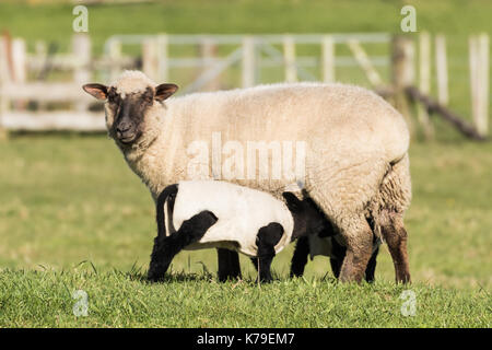 Black face New Zealand sheep feed her black lambs. Stock Photo