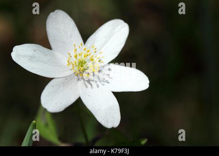 Wood anemone (Anemone nemorosa) Stock Photo