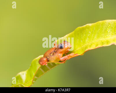 Bright orange golden sedge frog sitting on a green leaf Stock Photo