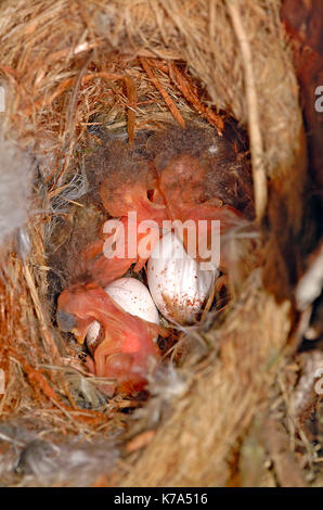 Treecreeper (Certhia familiaris) eggs and hatchlings Stock Photo