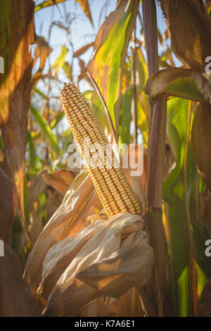 ripe golden mature corn cub - unharvested, isolated in the cornfield - autumn time Stock Photo