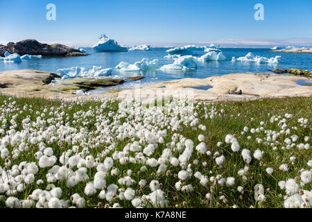 Arctic Cottongrass Eriophorum callitrix growing on tundra landscape with icebergs floating offshore in Disko Bay coast in summer. Ilulissat Greenland Stock Photo