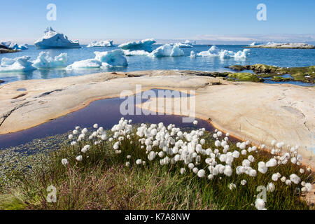 Arctic Cottongrass Eriophorum callitrix growing in Arctic tundra landscape with icebergs from Ilulissat Icefjord in summer. Ilulissat Greenland Stock Photo