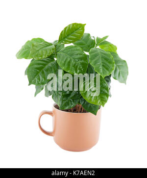 Leaf of coffee plant isolated on white Stock Photo - Alamy