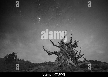 5,000 year old Bristle Cone Pine with Milky Way in Black and White Stock Photo
