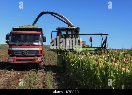 Shijiazhuang, China's Hebei Province. 15th Sep, 2017. Farmers harvest corn in the Saibei farming zone of Zhangjiakou, north China's Hebei Province, Sept. 15, 2017. Credit: Yang Shiyao/Xinhua/Alamy Live News Stock Photo