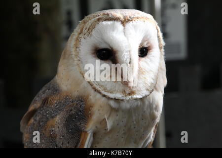 a barn owl Stock Photo