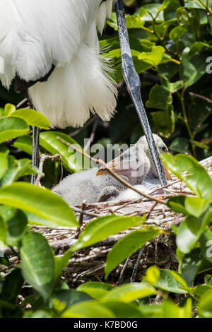 Woodstork Wood stork stork avian Mycteria americana wood ibis Stock Photo