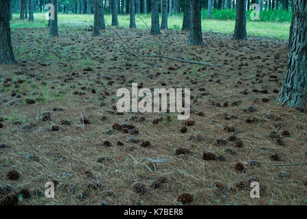 Fallen pine cones on forest ground Stock Photo
