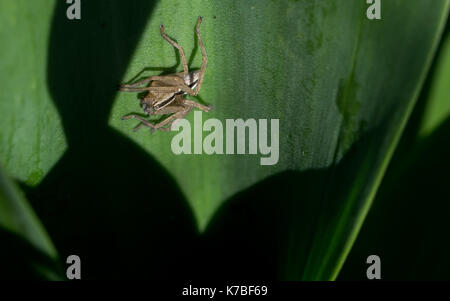 A black and white striped spider hunting for prey in a wide leafed plant. Shot in the Maltese countryside. Stock Photo