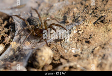 A brown spider waiting for prey in its webbed nest on the ground. Found in the Maltese countryside. Malta Stock Photo