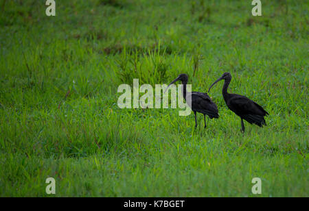 Pair of Glossy Ibises looking for food in a field in the morning Stock Photo
