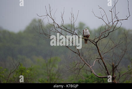 A Brhaminy kite bird perched on tree in rain Stock Photo