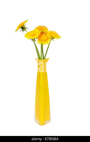 Bunch of yellow dandelions in high vase on white background Stock Photo