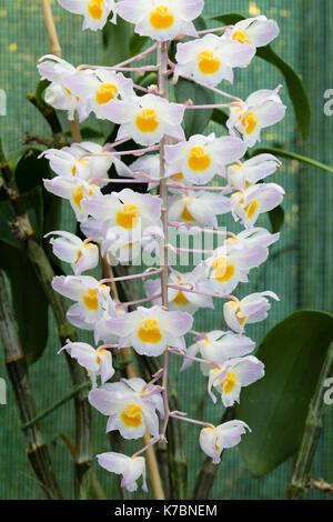 Densely flowered dangling spike of the Vietnamese orchid, Dendrobium amabile Stock Photo