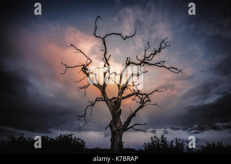 A lone tree stand against a cloudy sky as the sun goes down behind me. Shot taken in Temple Balsall, Solihull, UK Stock Photo