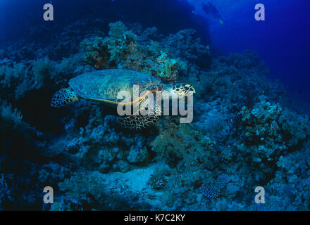 Egypt. Red Sea. Wildlife. Hawksbill Turtle underwater, swimming over coral reef. Stock Photo