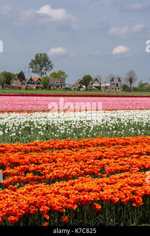 Multicolored tulip fields frame the village in spring Berkmeer Koggenland North Holland Netherlands Europe Stock Photo