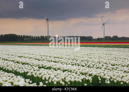 Multicolored tulips surrounded by green meadows and wind turbines Berkmeer Koggenland Netherlands North Holland Europe Stock Photo