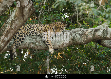 Jaguar spotted in the Brazilian Pantanal Stock Photo