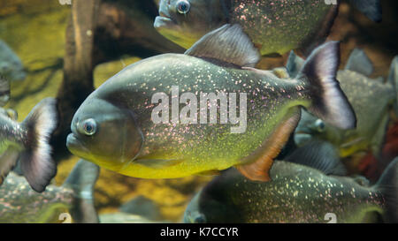 red bellied piranha Stock Photo