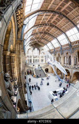 Blue whale skeleton hanging in the hall at the natural history museum, London Stock Photo