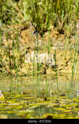 Dragon Flies on a water meadow pond, Oxford, UK Stock Photo