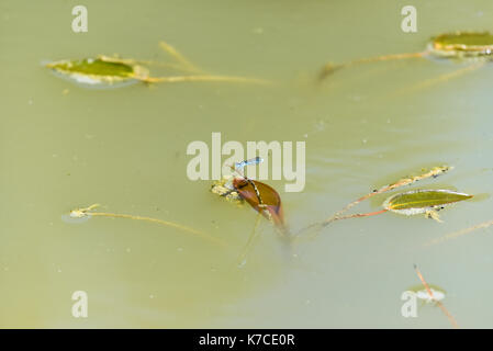 Dragon Flies on a water meadow pond, Oxford, UK Stock Photo