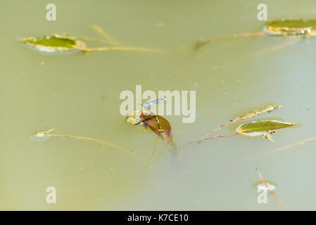 Dragon Flies on a water meadow pond, Oxford, UK Stock Photo