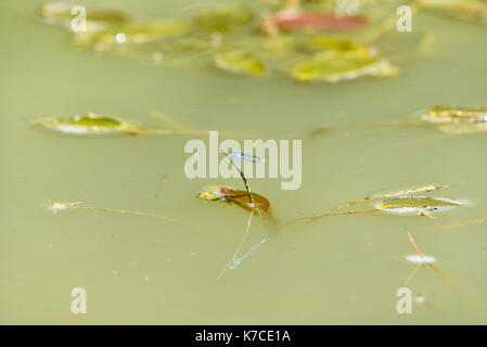 Dragon Flies on a water meadow pond, Oxford, UK Stock Photo