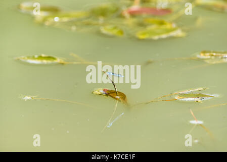 Dragon Flies on a water meadow pond, Oxford, UK Stock Photo