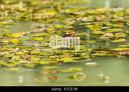 Dragon Flies on a water meadow pond, Oxford, UK Stock Photo