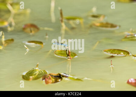 Dragon Flies on a water meadow pond, Oxford, UK Stock Photo