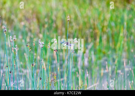 Dragon Flies on a water meadow pond, Oxford, UK Stock Photo