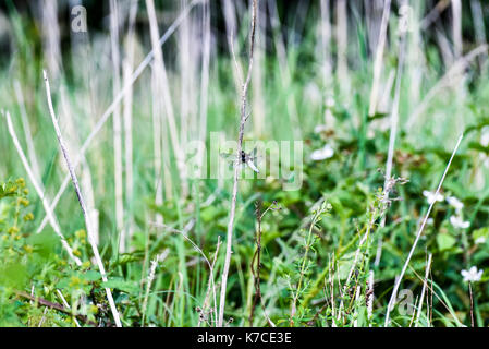 Dragon Flies on a water meadow pond, Oxford, UK Stock Photo