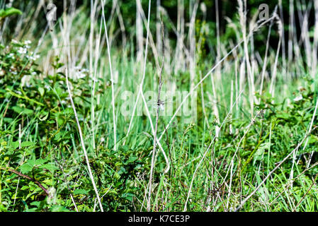 Dragon Flies on a water meadow pond, Oxford, UK Stock Photo