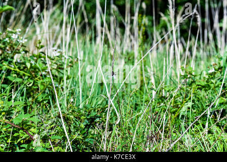 Dragon Flies on a water meadow pond, Oxford, UK Stock Photo