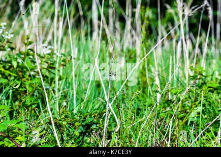 Dragon Flies on a water meadow pond, Oxford, UK Stock Photo