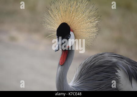 Bird roams with big hair Stock Photo - Alamy