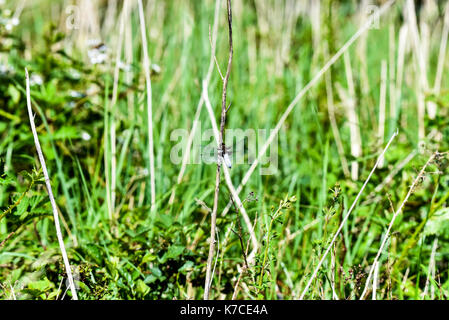 Dragon Flies on a water meadow pond, Oxford, UK Stock Photo