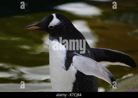 Gentoo penguin spreading wings Stock Photo