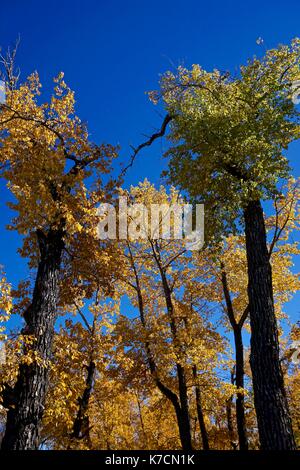 Fall colors of Green, yellow and gold against brilliant blue sky in autumn Stock Photo