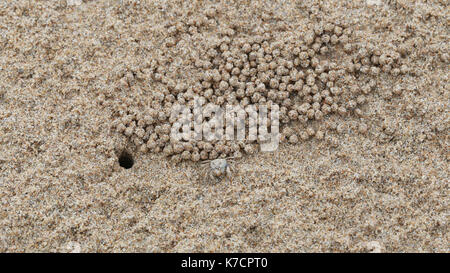 Ghost crab or Crab Wind on sand in macro shot. Stock Photo