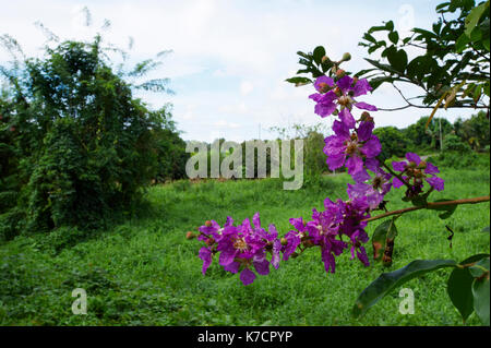 LAGERSTROEMIA; PURPLE FLOWERS OF THE CRAPE MYRTLE TREE Stock Photo