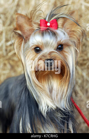 cute Yorkshire Terrier Dog With Red Ribbon In Hair Sitting In Antique  Fishing Kreel Woven Wicker Basket