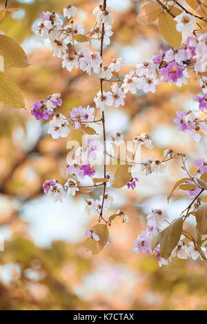 Leaf color change and blooming flowers in the spring garden. Stock Photo