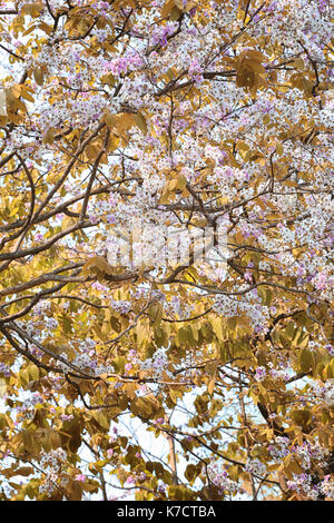 Leaf color change and blooming flowers in the spring garden. Stock Photo