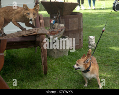 At Firle Vintage Fair in Sussex, a dog and stuffed fox meet Stock Photo