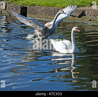 mute swan cygnet Stock Photo
