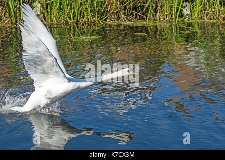Swan Taking off Stock Photo